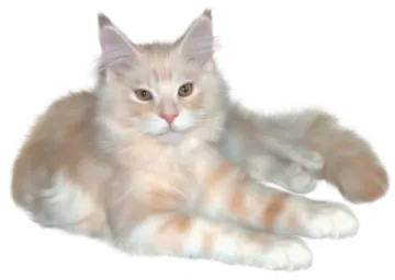 an orange and white cat laying on the ground