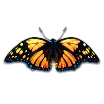 a monarch butterfly on a white background