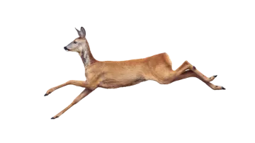 a deer jumping in the air on a white background