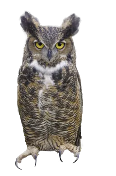 an owl sitting on top of a white surface