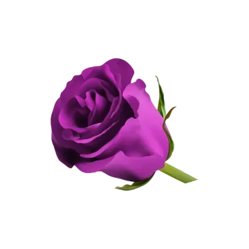 a purple rose on a white background