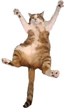 a brown and white cat jumping in the air