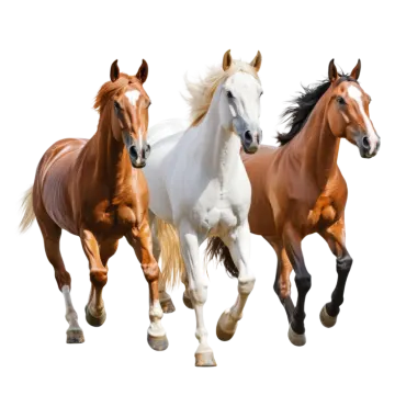 three horses running in a row