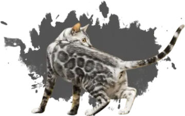 a cat is standing on its hinds