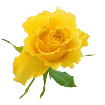 a yellow rose on a white background