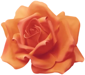 an orange rose on a white background