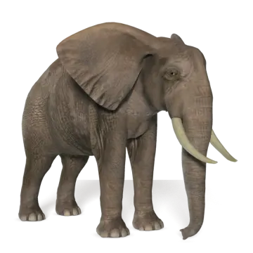 an elephant standing in front of a white background
