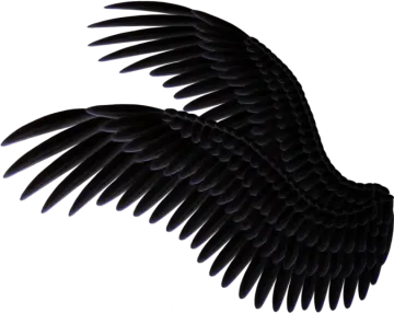 a black bird with its wings spread out