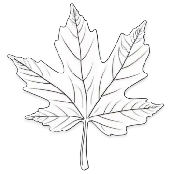 how to draw a maple leaf
