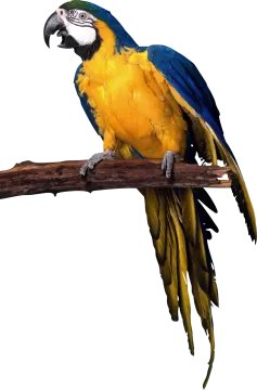 a blue and yellow parrot perched on a branch