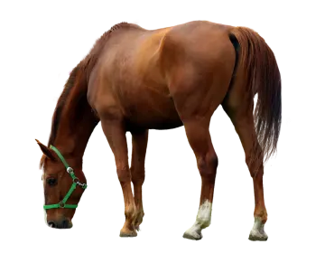 a brown horse eating grass on a white background