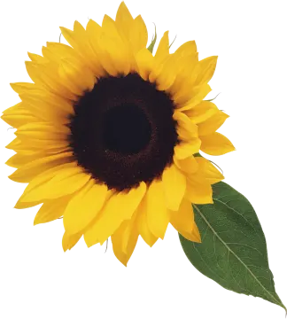 a yellow sunflower on a white background