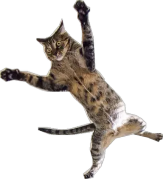 a cat that is jumping in the air