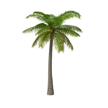 a palm tree on a white background