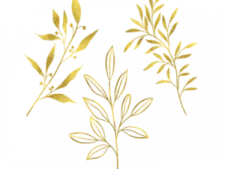 gold leaves on white background