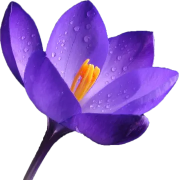 a purple flower with water droplets on it