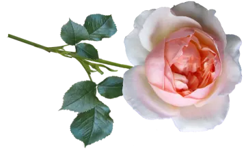 a single pink rose on a white background