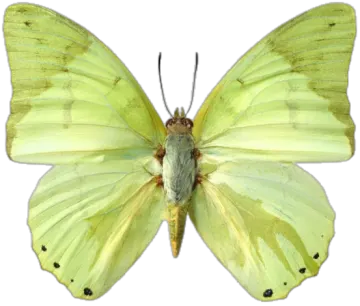 a yellow butterfly on white background