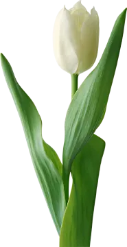 a single white tufful flower with green leaves