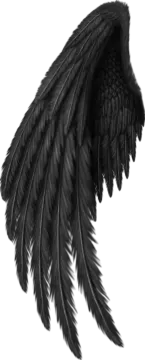 a black feather on a white background