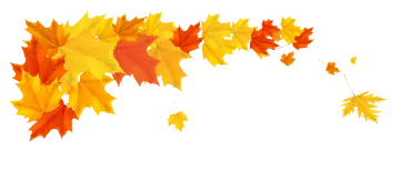 a bunch of yellow and red maple leaves