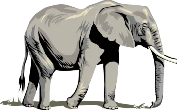 an elephant standing on a white background