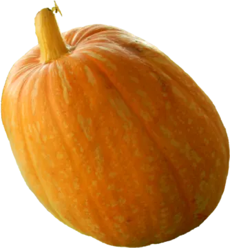 an orange pumpkin on a white background