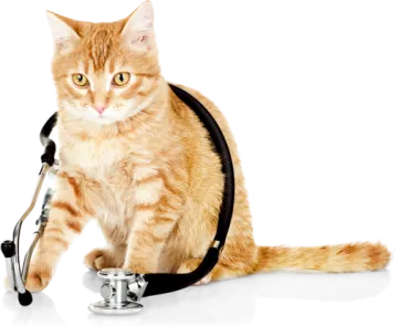 a cat sitting on top of a phone