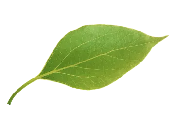 a green leaf on a white background
