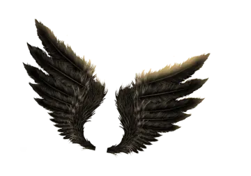 a pair of feathers on a white background
