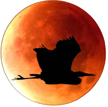a bird flying in front of a full moon