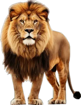 a lion standing in front of a white background