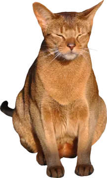 a cat sitting down with its eyes closed