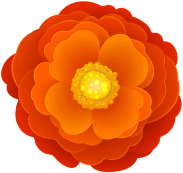 an orange flower on a white background