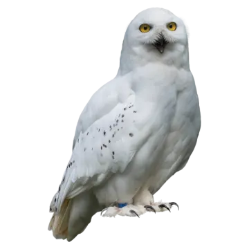 a white owl with yellow eyes sitting on top of its head