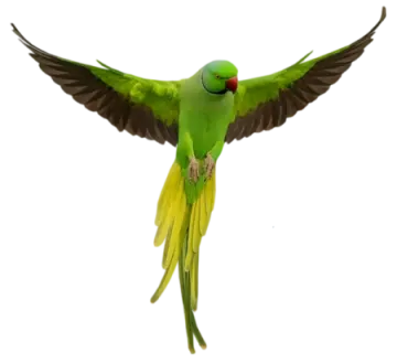 a green parrot flying through the air