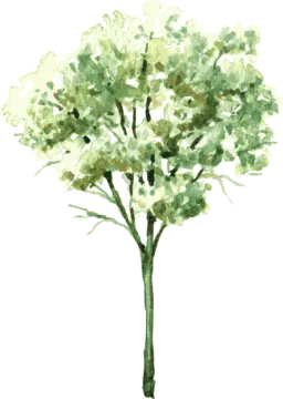 a watercolor painting of a tree