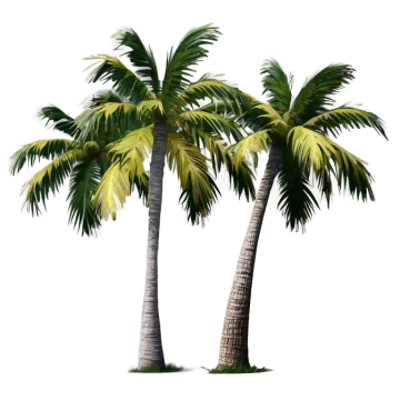 two palm trees on a white background