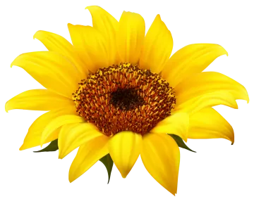 a yellow sunflower on a white background