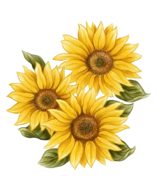 three yellow sunflowers with green leaves