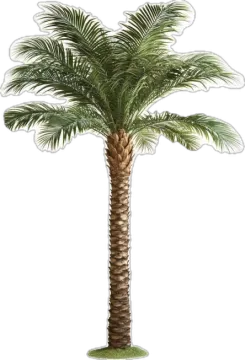 a palm tree on a white background