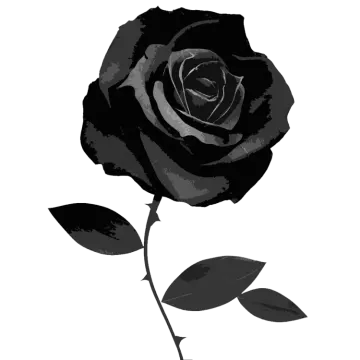 a black rose on a white background