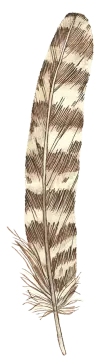 a drawing of a feather