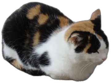 a black, orange and white cat