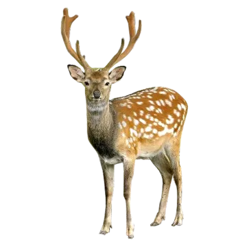a deer standing in front of a white background