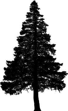 a silhouette of a pine tree