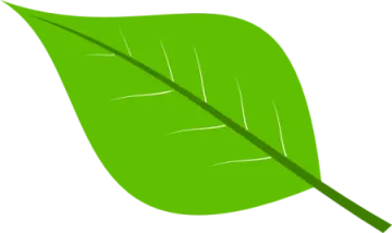 a green leaf on a white background
