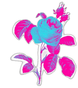 a pink rose on a white background