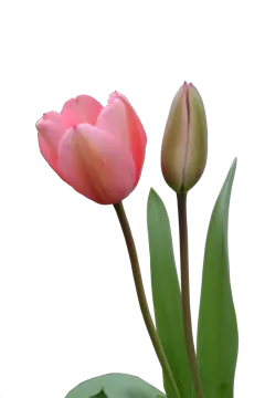 two pink tulips on a white background
