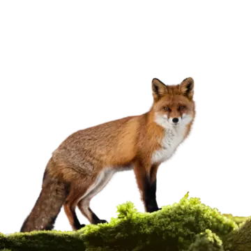 a red fox standing on top of a rock